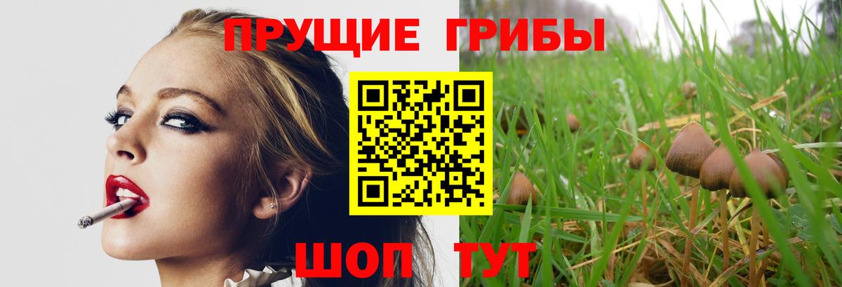 Псилоцибиновые грибы GOLDEN TEACHER Дятьково